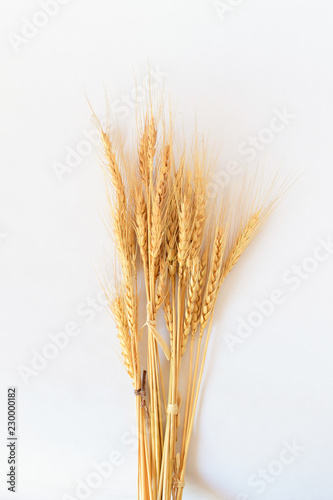 Espigas de trigo, trigo seco.