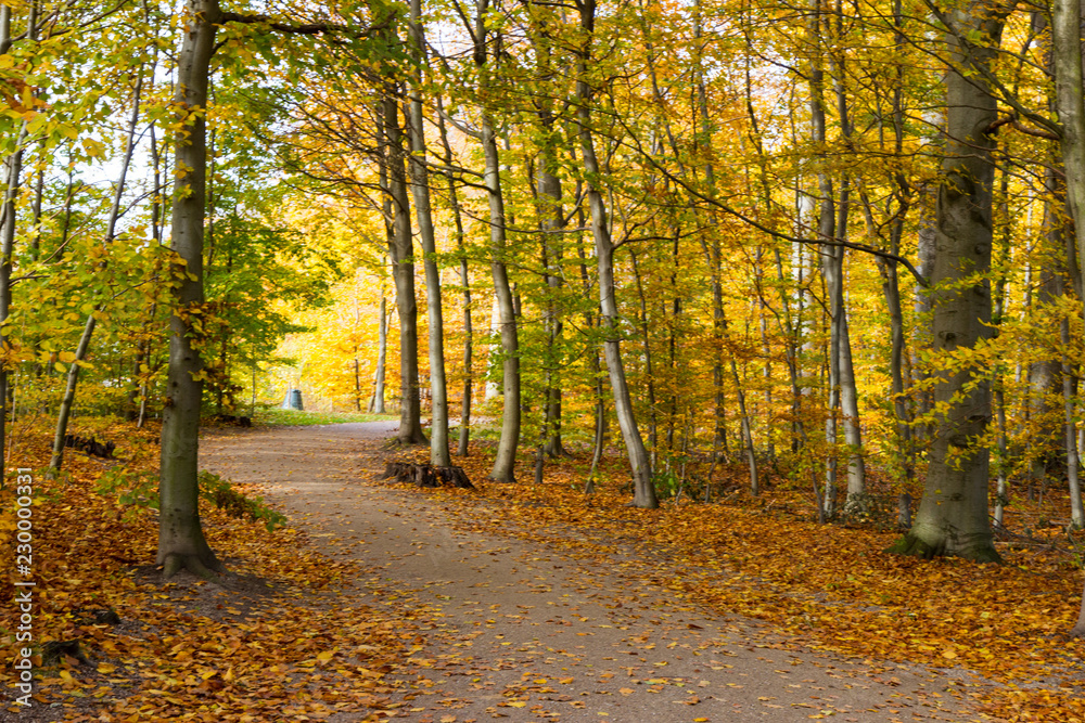Obraz premium autumn in a park north of Copenhagen