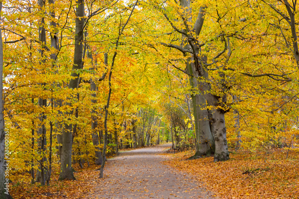 Fototapeta premium autumn in a park north of Copenhagen