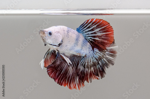 halfmoon siamese fighting fish