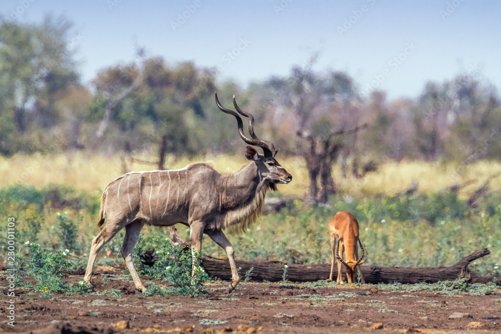 Fototapeta premium Greater kudu in Kruger National park, South Africa ; Specie Tragelaphus strepsiceros family of Bovidae