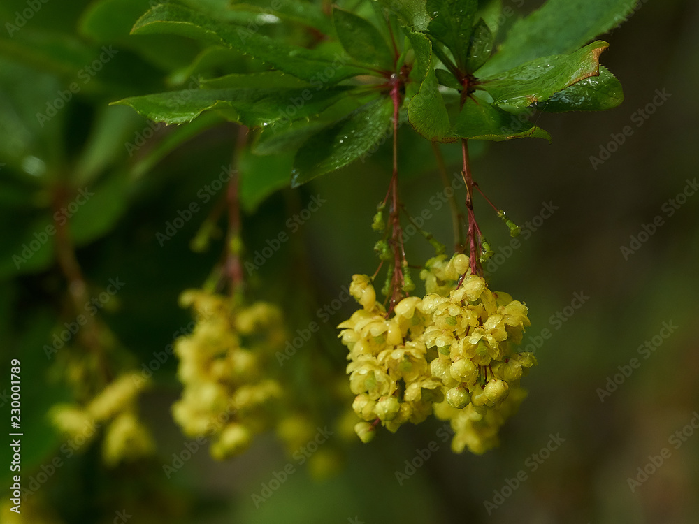 barberry bloom barberry bloom