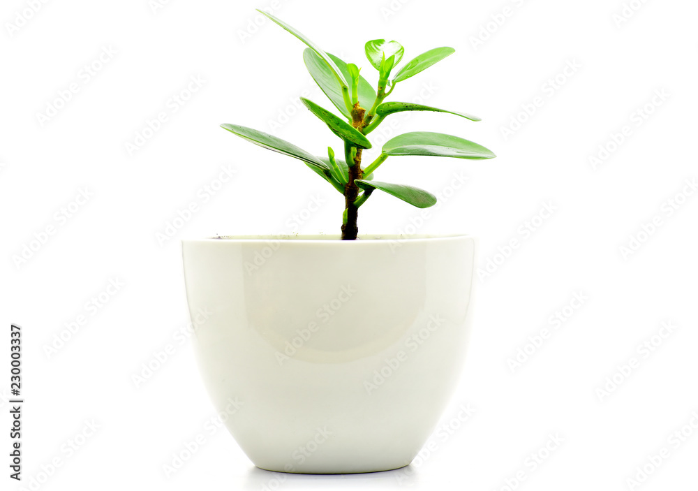 green plant pot isolate for decoration and interia design