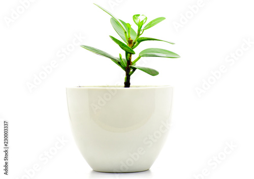 green plant pot isolate for decoration and interia design photo