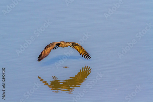 Hamerkop in Kruger National park, South Africa ; Specie Scopus umbretta family of Scopidae photo