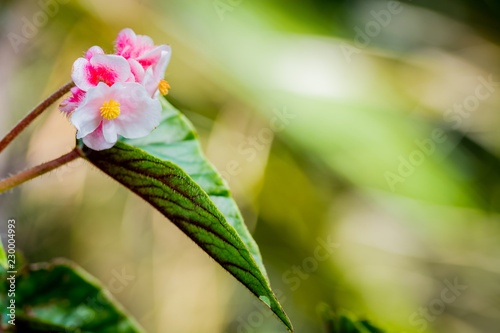 garden New Zealand flowers landscaping