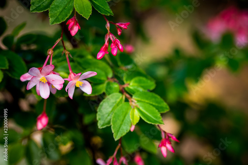 Wallpaper Mural garden New Zealand flowers landscaping Torontodigital.ca