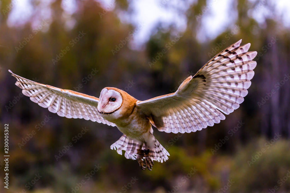 Fototapeta premium Flying Barn owl