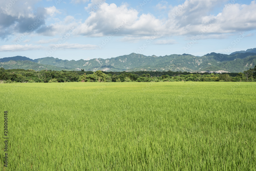 green paddy farm