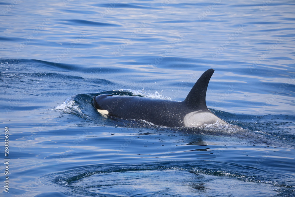 Fototapeta premium 羅臼沖のシャチ
