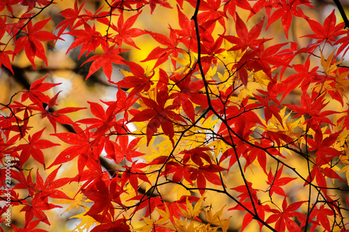 カラフルな日本の楓の紅葉