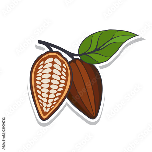 Cocoa beans with leaves on white background. Vector illustration.