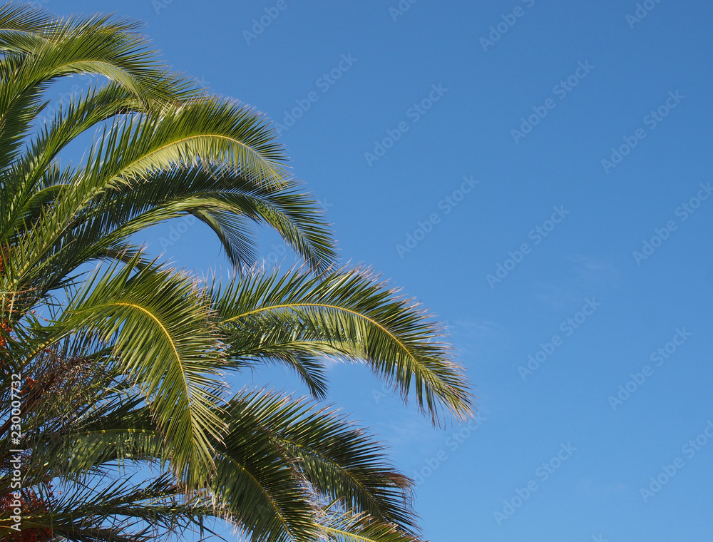 close up of a bright green vibrant tropical palm tree top with fronds against a bright blue summer sunlit sky close up of a bright green vibrant tropical palm tree top with fronds against a bright blue summer sunlit sky