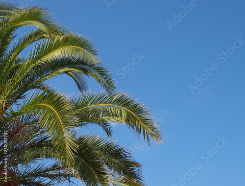 close up of a bright green vibrant tropical palm tree top with fronds against a bright blue summer sunlit sky