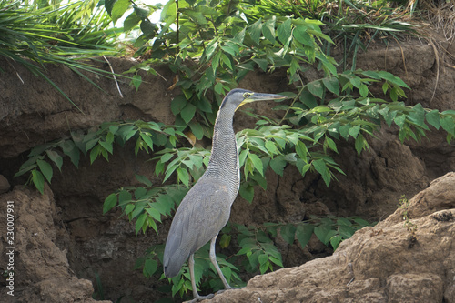 Bilde på lerret tiger heron