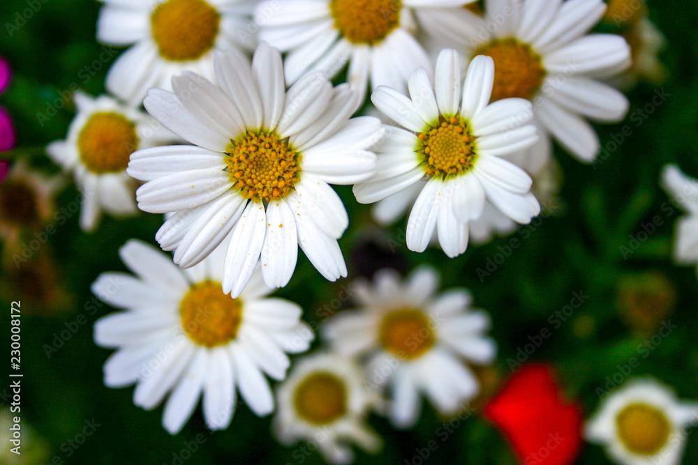 white daisies in the garden white daisies in the garden