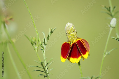 Thimble Flower also known as Mexican Hat, blooms in Texas. Long spindly stems with yellow and orange bloom.