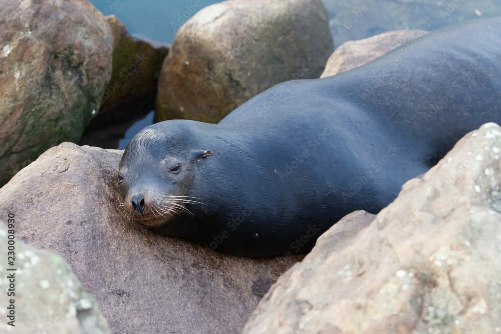 Fototapeta premium seal on rocks