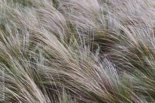 Feather Grass Nassella Plants 