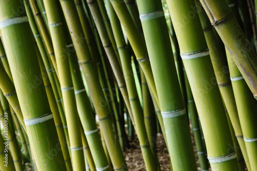 Fototapeta Naklejka Na Ścianę i Meble -  Big Green Bamboo Stalks