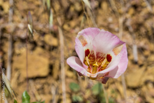 Calochortus superbus - Superb Mariposa Lily