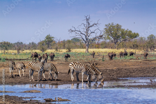 Plain zebra in Kruger National park, South Africa ; Specie Equus quagga burchellii family of Equidae