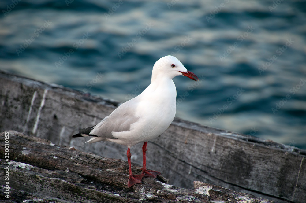 Busselton Australia, seagul standing on abandoned wooden structure near jetty Busselton Australia, seagul standing on abandoned wooden structure near jetty