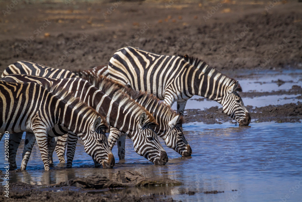Plain zebra in Kruger National park, South Africa ; Specie Equus quagga burchellii family of Equidae Plain zebra in Kruger National park, South Africa ; Specie Equus quagga burchellii family of Equidae