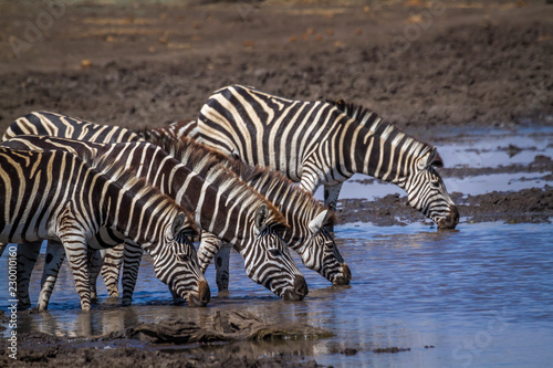 Plain zebra in Kruger National park  South Africa   Specie Equus quagga burchellii family of Equidae