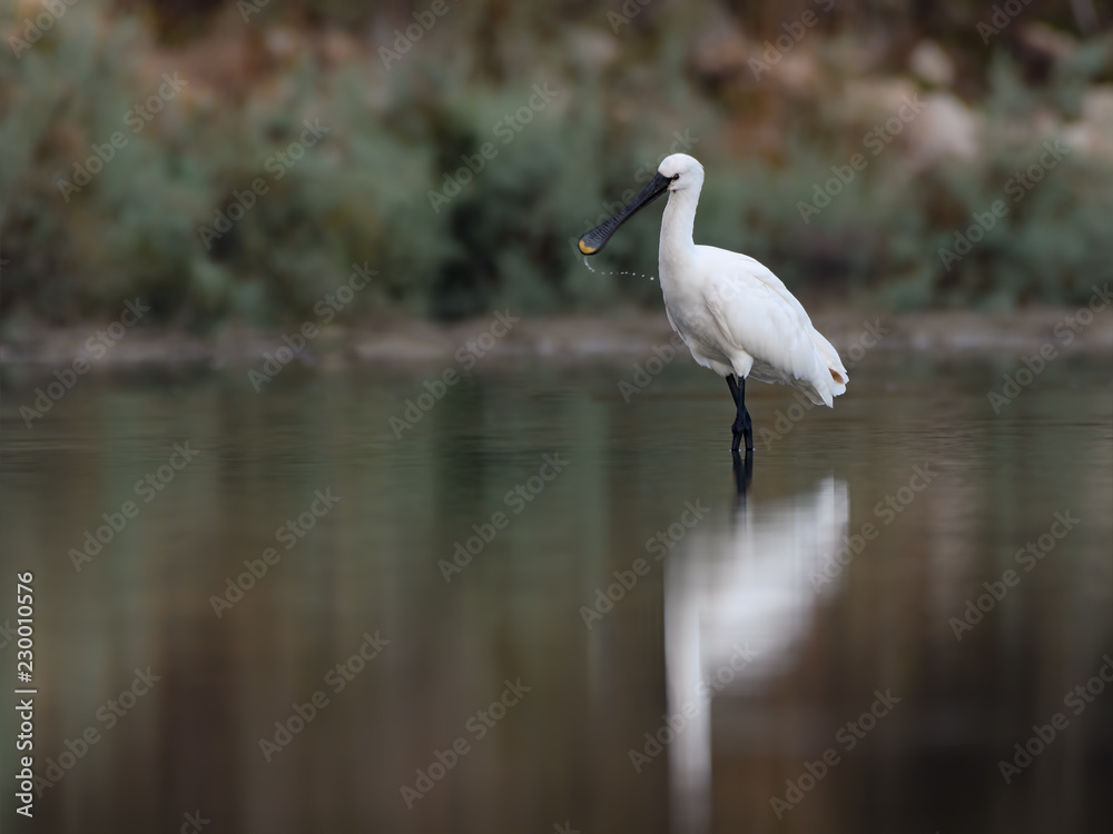 Eurasian Spoonbill with Reflection Foraging on the Pond Eurasian Spoonbill with Reflection Foraging on the Pond
