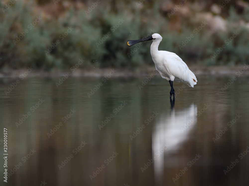 Naklejka premium Eurasian Spoonbill with Reflection Foraging on the Pond