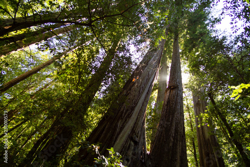 Canvas Redwood Trunks