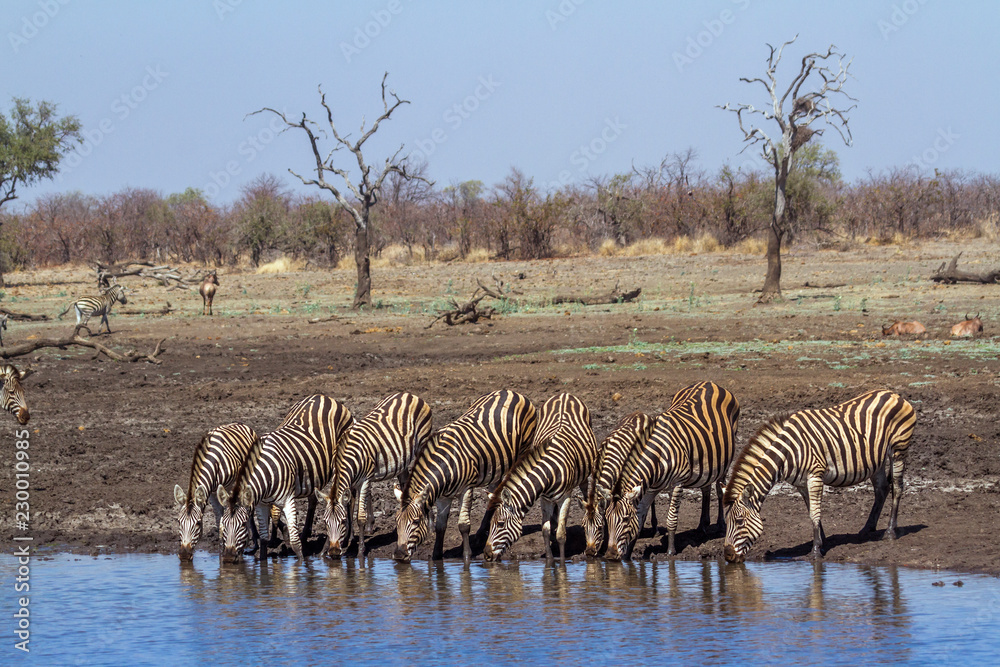 Obraz premium Plain zebra in Kruger National park, South Africa ; Specie Equus quagga burchellii family of Equidae