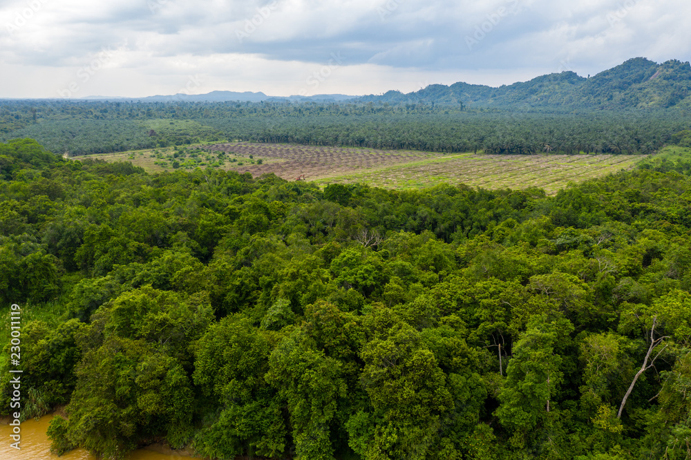 Aerial drone view of large scale deforestation in the rainforest of Borneo to make way for palm oil plantations