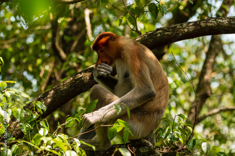 Naklejka premium Proboscis Monkeys in the forests of Borneo