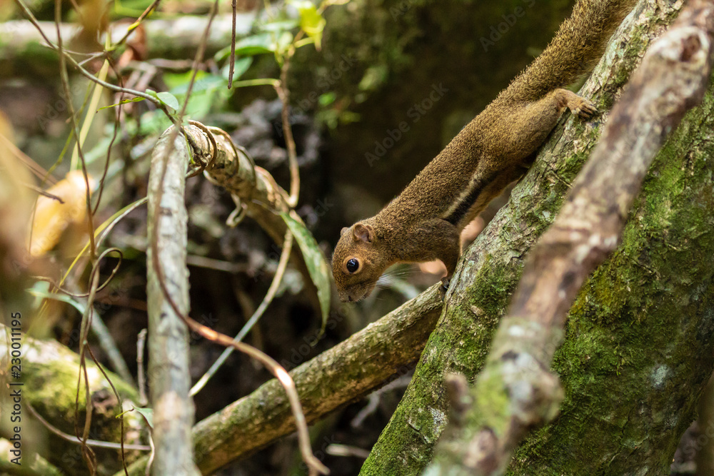 A cute Squirrel in the forests of Borneo