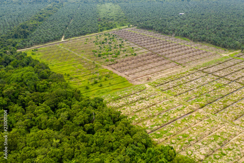 Aerial drone view of deforestation in a tropical rainforest to make way for palm oil plantations © whitcomberd