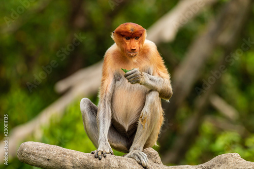Rare Proboscis Monkeys feeding in the forests of Borneo