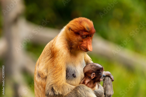 Wild mother and baby Proboscis Monkeys in the mangrove forests of Borneo © whitcomberd