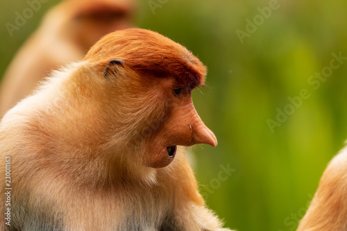 Close-up portrait of a Female Proboscis Monkey in Borneo © whitcomberd