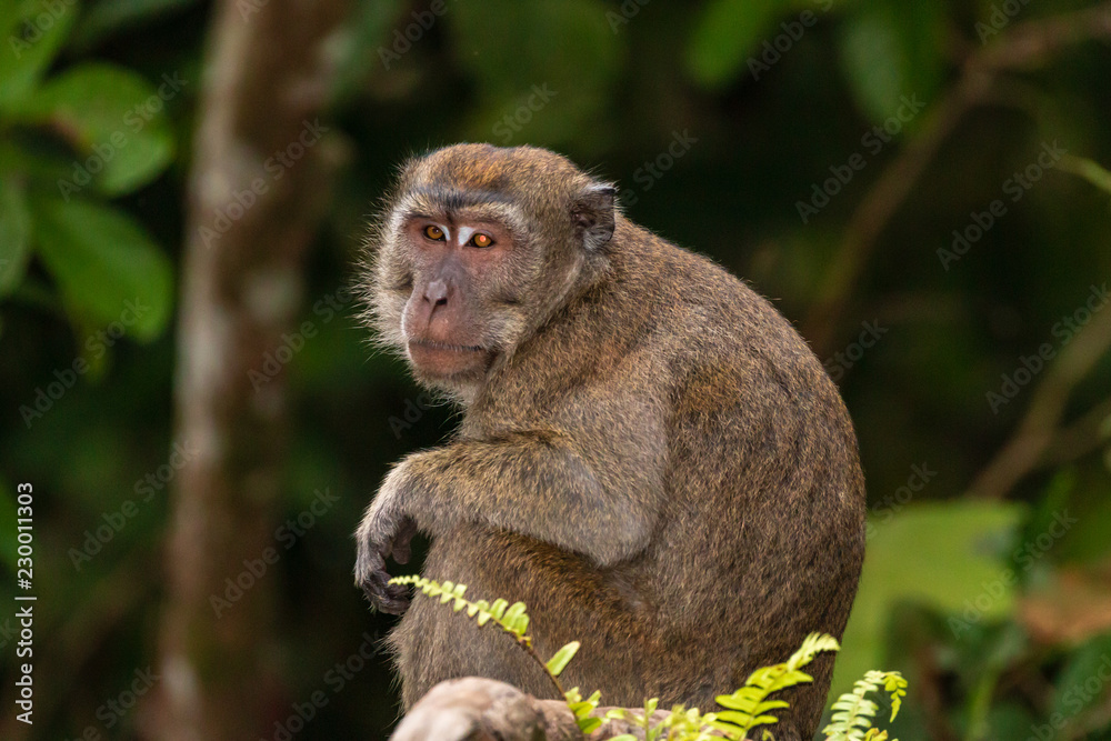Long-tail Macaque Monkey in the jungle in Borneo Long-tail Macaque Monkey in the jungle in Borneo