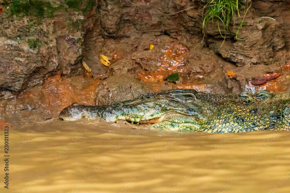 Fototapeta premium A large Saltwater Crocodile lurking in a muddy brown river in Borneo