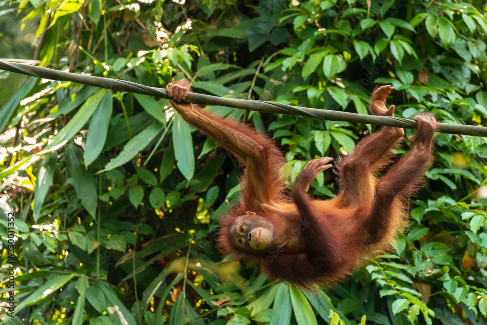 Obraz premium A juvenile Bornean Orangutan at a rehabilitation area in the rainforest of eastern Sabah