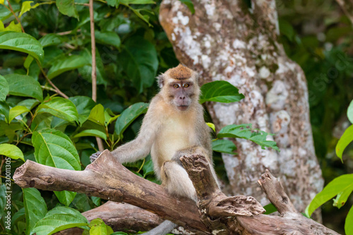 Long-tail Macaque Monkey in the jungle in Borneo