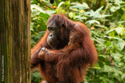 Mother and baby Bornean Orangutan in the tropical rainforest © whitcomberd