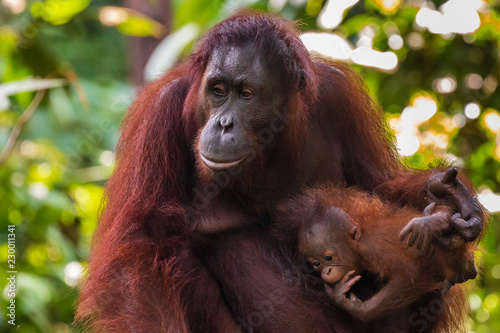 Mother and baby Bornean Orangutan in the tropical rainforest photo