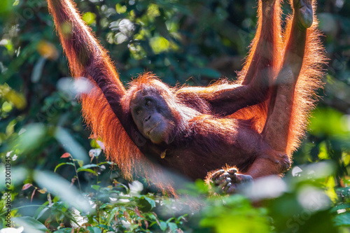 A juvenile Bornean Orangutan at a rehabilitation area in the rainforest of eastern Sabah photo