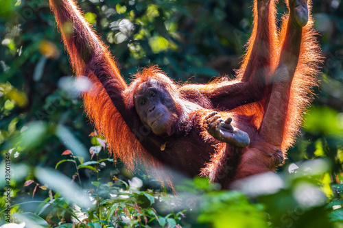 A juvenile Bornean Orangutan at a rehabilitation area in the rainforest of eastern Sabah photo