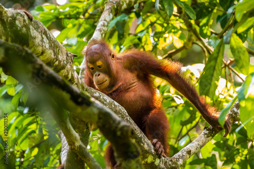A curious juvenile Bornean Orangutan in a forest in Sabah