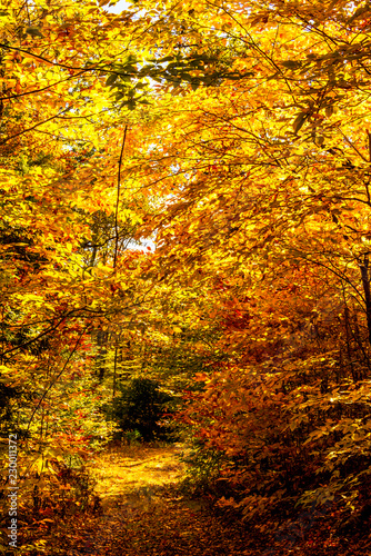 Fall colors, trees and foliage